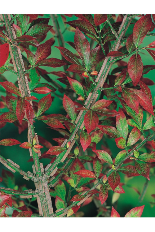 Trzmielina oskrzydlona 'Chicago Fire' | Euonymus alatus
