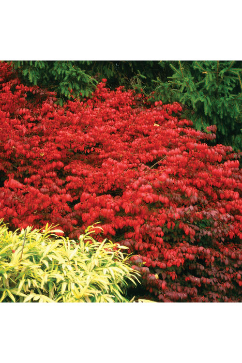 Trzmielina oskrzydlona 'Chicago Fire' | Euonymus alatus