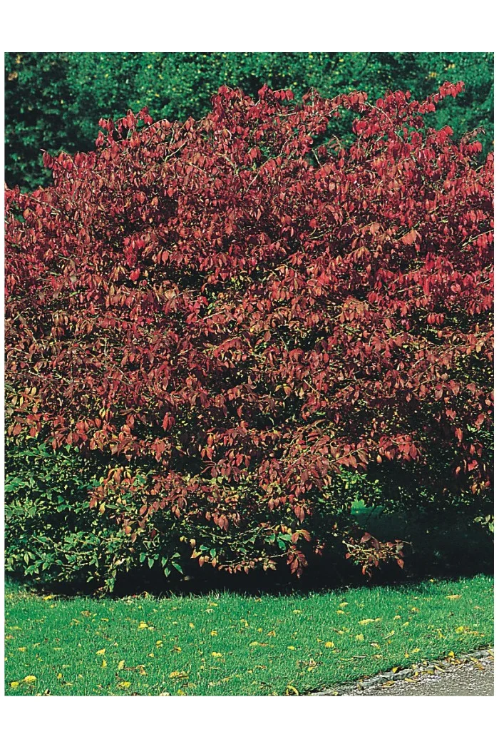 Trzmielina oskrzydlona 'Chicago Fire' | Euonymus alatus