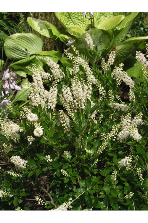 Orszelina olcholistna Clethra alnifolia