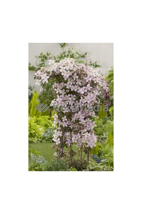 Powojnik górski 'Rubens' | Clematis montana