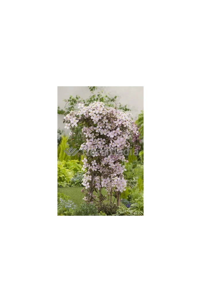 Powojnik górski 'Rubens' | Clematis montana