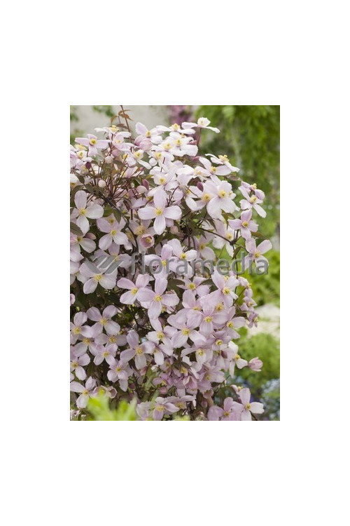 Powojnik górski 'Rubens' | Clematis montana