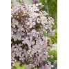 Powojnik górski 'Rubens' | Clematis montana