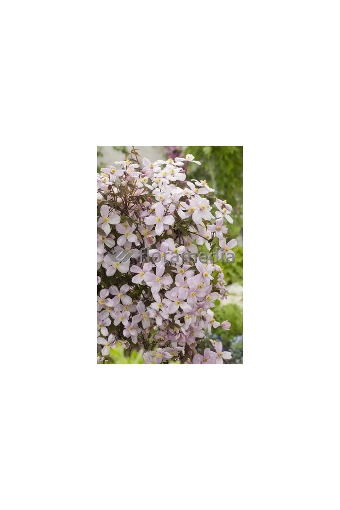 Powojnik górski 'Rubens' | Clematis montana