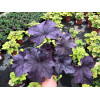 Żurawka 'Grande Amethyst' Heuchera
