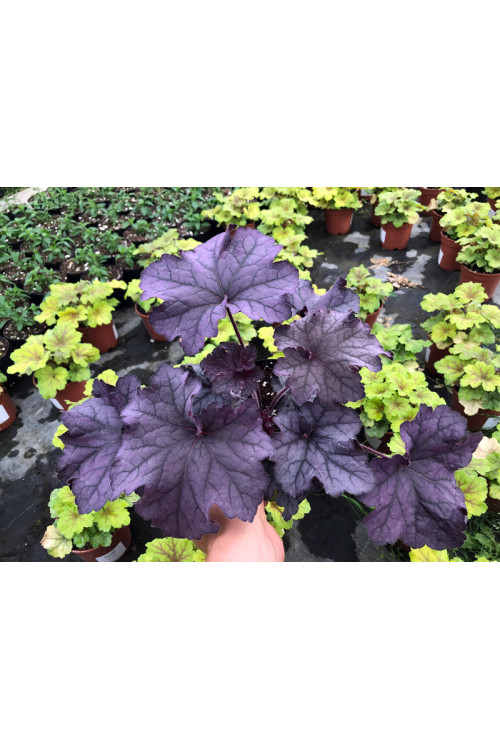 Żurawka 'Grande Amethyst' Heuchera
