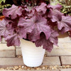 Żurawka 'Grande Amethyst' Heuchera