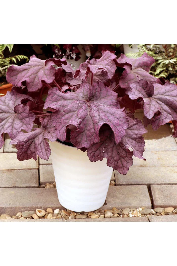 Żurawka 'Grande Amethyst' Heuchera