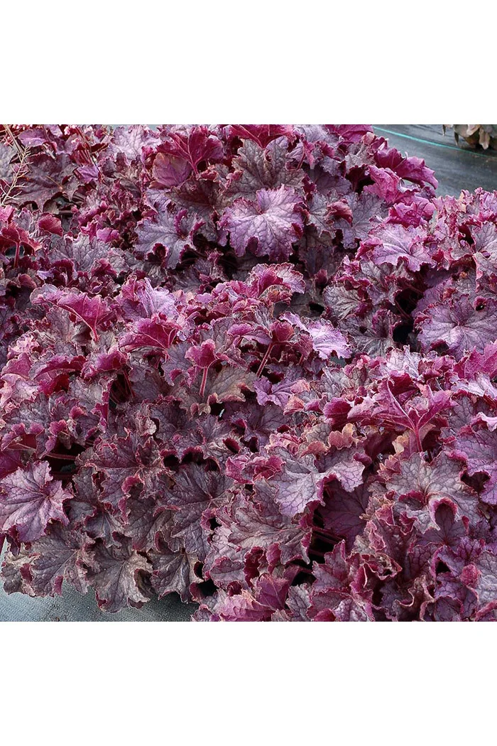 Żurawka 'Grande Amethyst' Heuchera