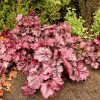 Żurawka 'Grande Amethyst' Heuchera