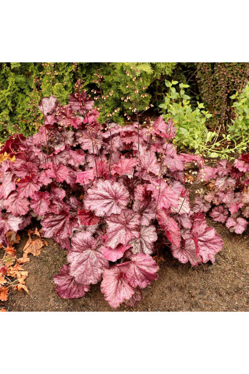 Żurawka 'Grande Amethyst' Heuchera