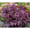 Żurawka 'Grande Amethyst' Heuchera
