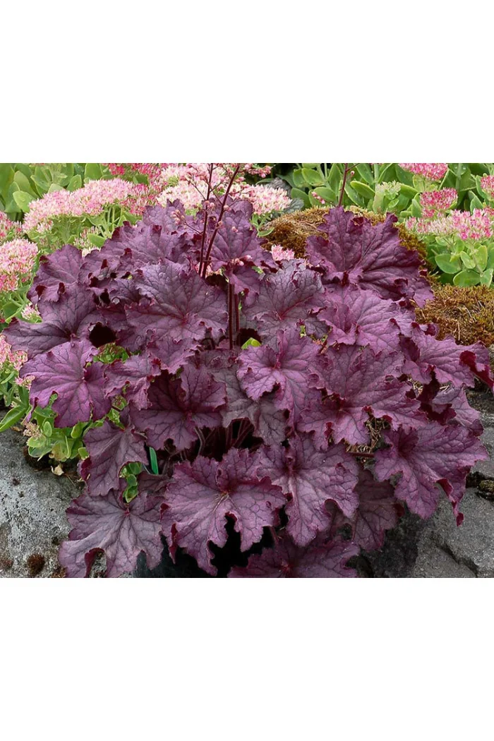 Żurawka 'Grande Amethyst' Heuchera