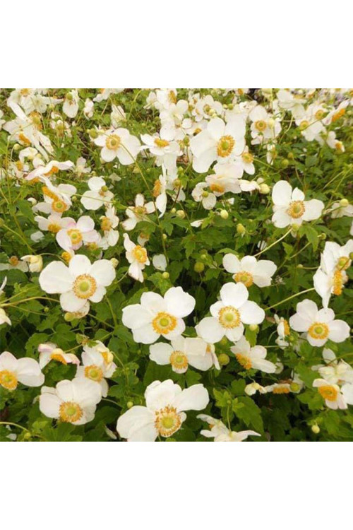 Zawilec japoński 'Pretty Lady Maria' | Anemone japonica