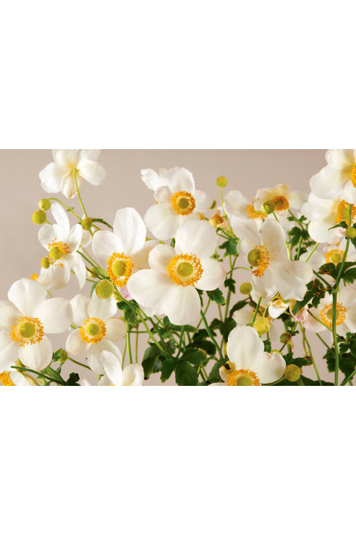 Zawilec japoński 'Pretty Lady Maria' | Anemone japonica