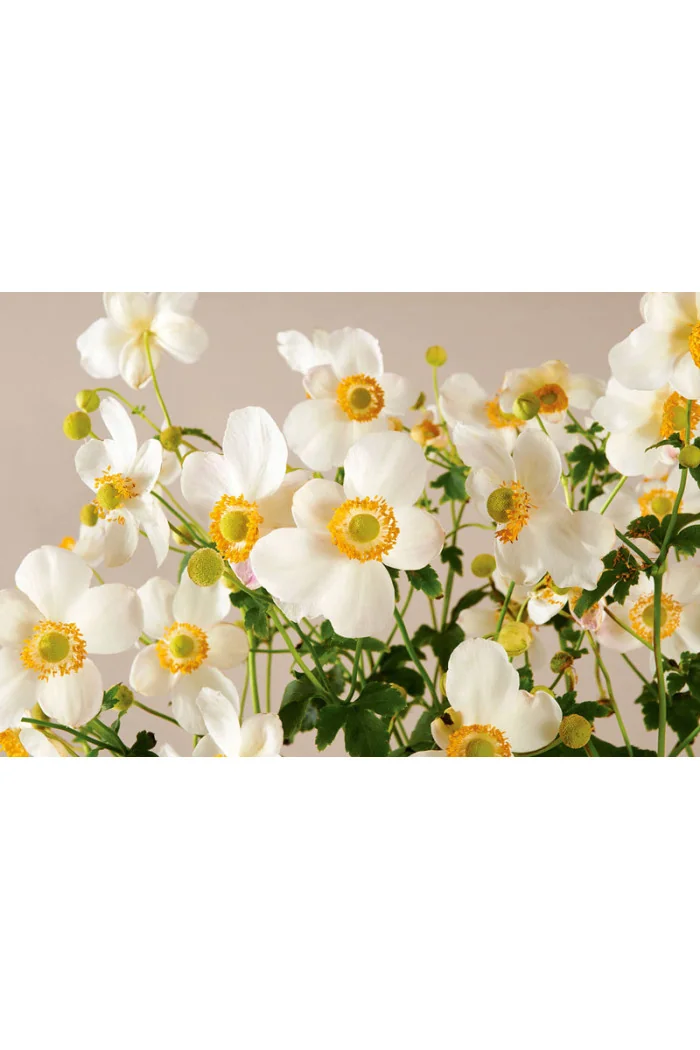 Zawilec japoński 'Pretty Lady Maria' | Anemone japonica