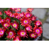 Słonecznica 'Jewel of Desert Garnet' | Delosperma