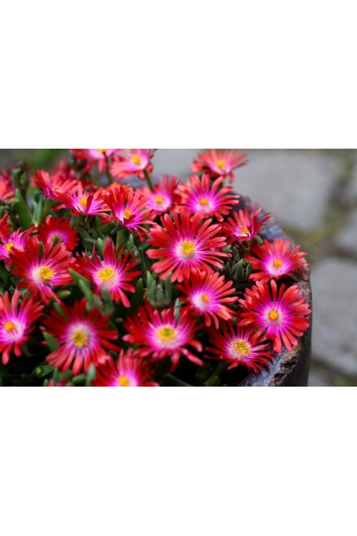 Słonecznica 'Jewel of Desert Garnet' | Delosperma