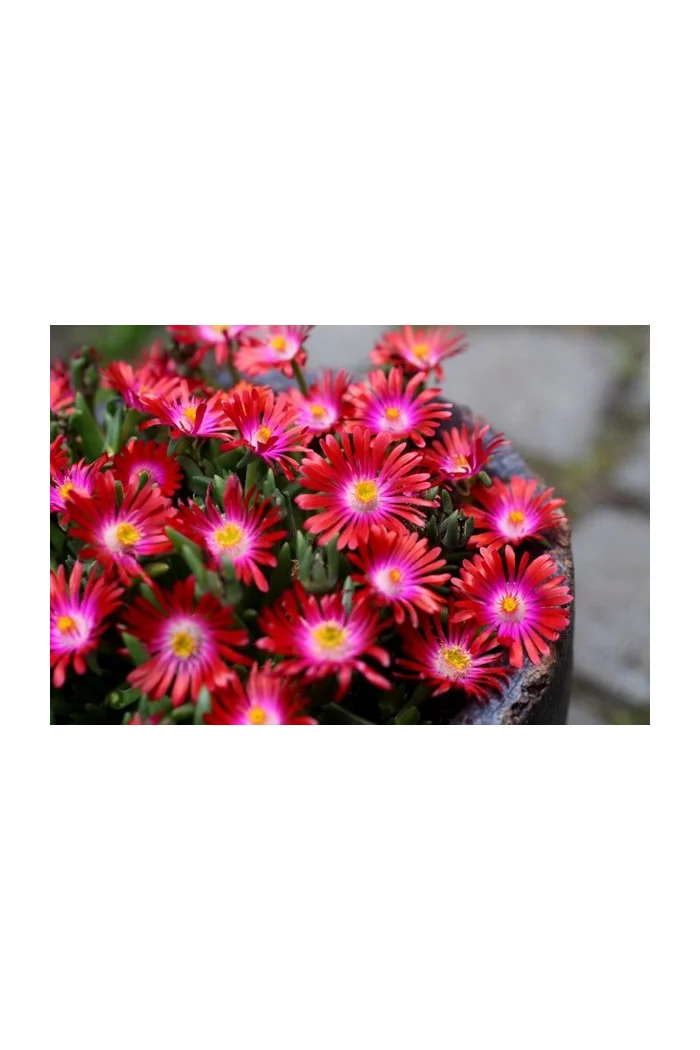 Słonecznica 'Jewel of Desert Garnet' | Delosperma