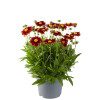 Nachyłek wielkokwiatowy 'Uptick Red' | Coreopsis grandiflora