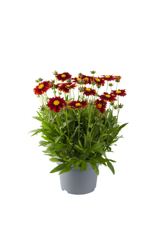 Nachyłek wielkokwiatowy 'Uptick Red' | Coreopsis grandiflora