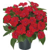 Sunpatiens (Niecierpek) 'Vigorous Red' | Impatiens