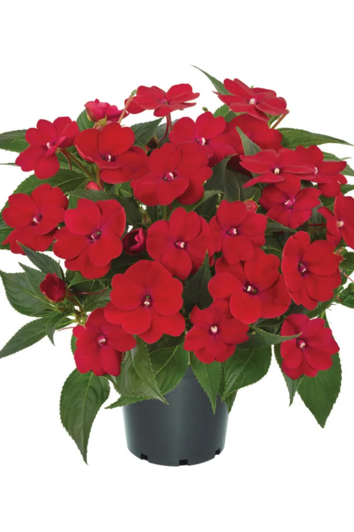 Sunpatiens (Niecierpek) 'Vigorous Red' | Impatiens