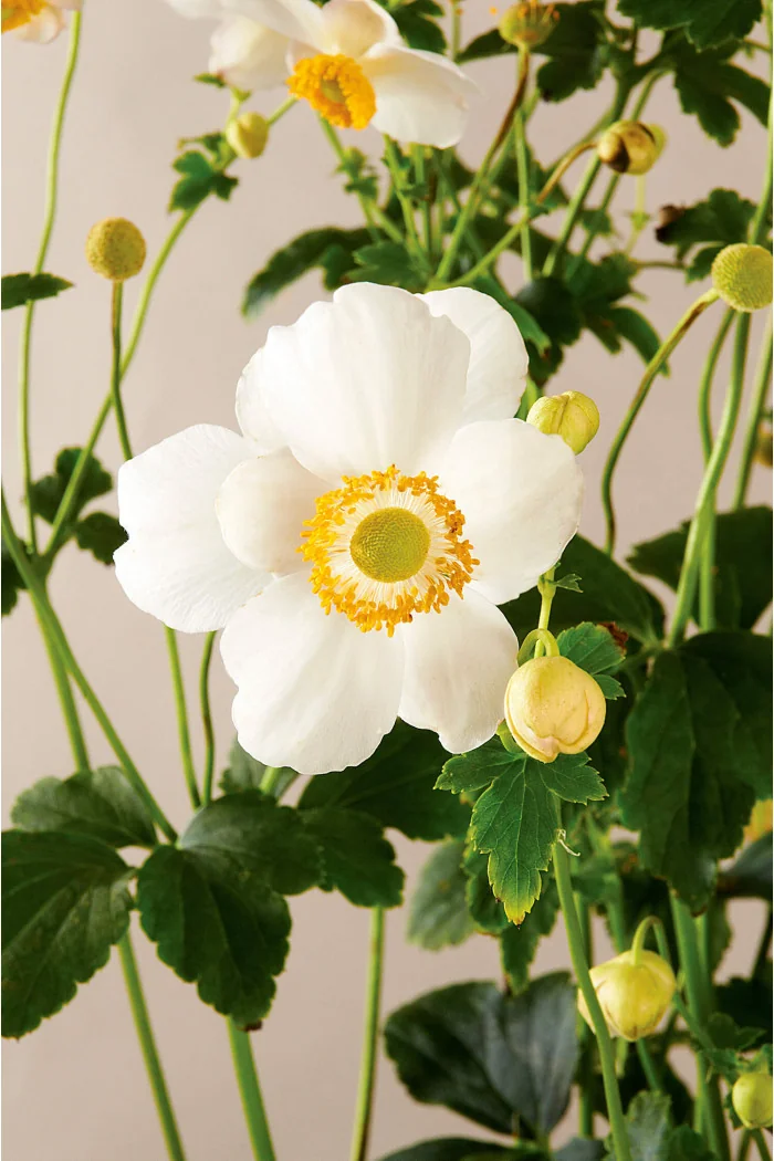 Zawilec japoński 'Pretty Lady Maria' | Anemone japonica