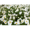Zawilec japoński 'Pretty Lady Maria' | Anemone japonica
