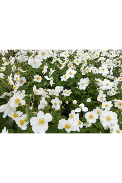 Zawilec japoński 'Pretty Lady Maria' | Anemone japonica