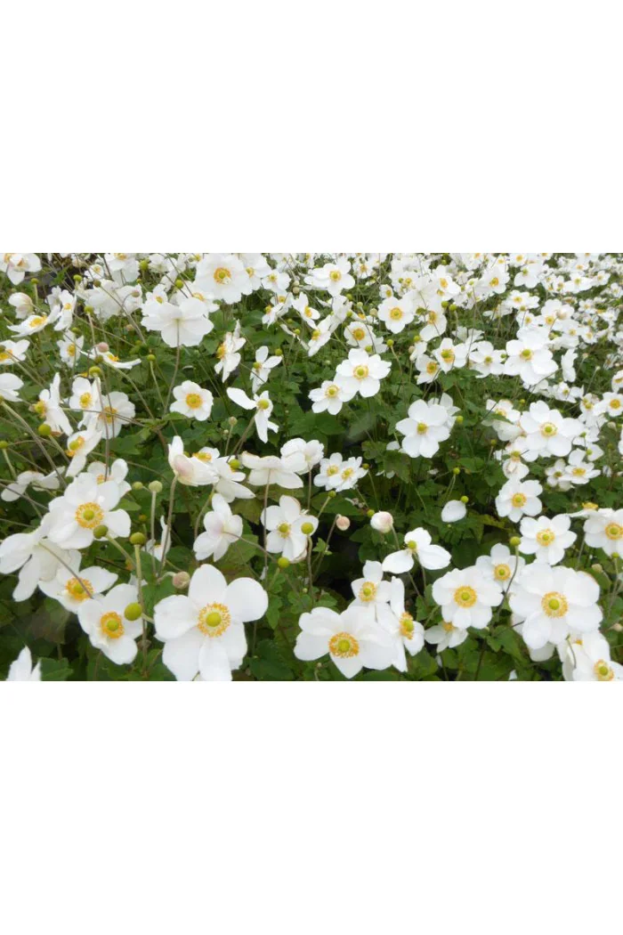 Zawilec japoński 'Pretty Lady Maria' | Anemone japonica