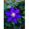 Powojnik 'Lasurstern' | Clematis