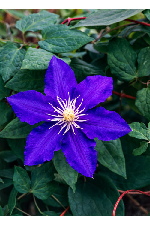 Powojnik 'Lasurstern' | Clematis