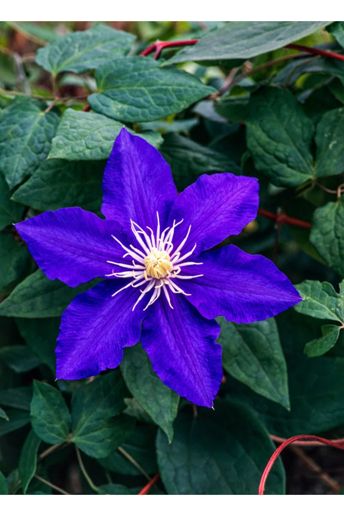 Powojnik 'Lasurstern' | Clematis