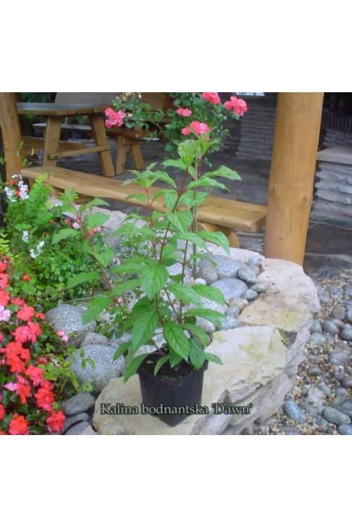 Kalina bodnantska 'Dawn' | Viburnum bodnantense