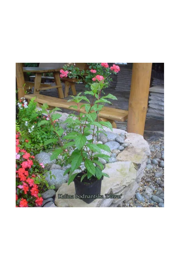 Kalina bodnantska 'Dawn' | Viburnum bodnantense