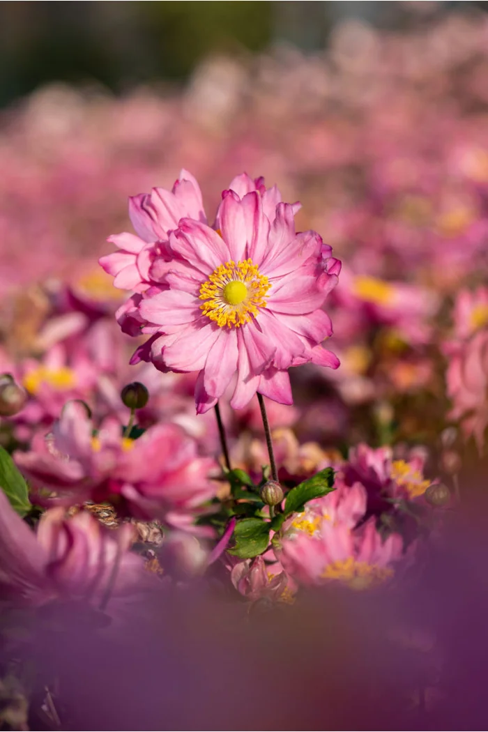 Zawilec japoński 'Bressingham Glow' | Anemone japonica