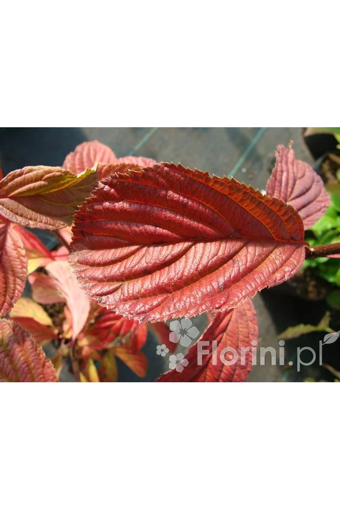 Kalina bodnantska 'Dawn' | Viburnum bodnantense