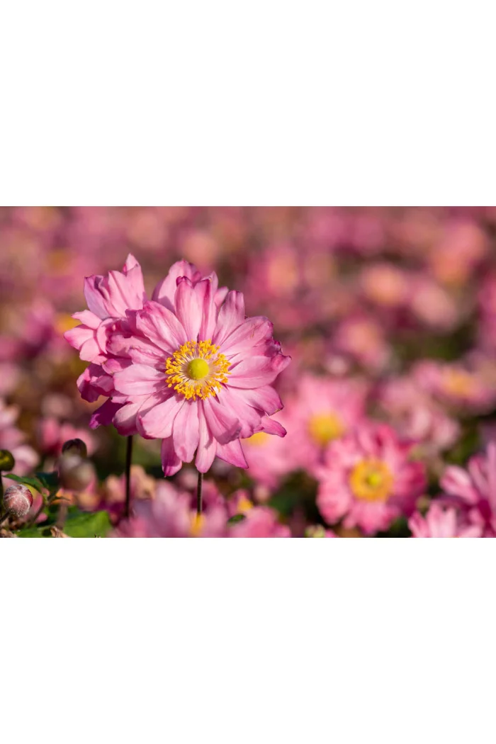 Zawilec japoński 'Bressingham Glow' | Anemone japonica