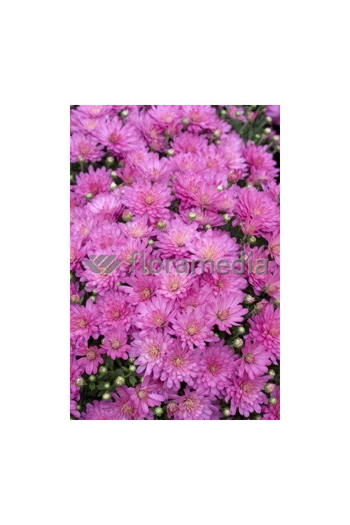 Złocień ogrodowy 'Mei Kyo' | Chrysanthemum indicum