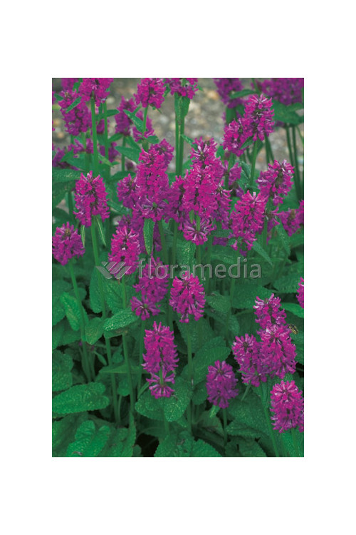 Czyściec gęstokwiatowy 'Hummelo' | Stachys monieri