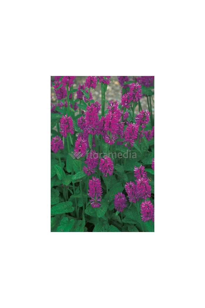 Czyściec gęstokwiatowy 'Hummelo' | Stachys monieri