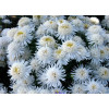 Aster 'X White'