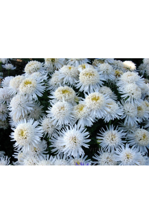 Aster 'X White'