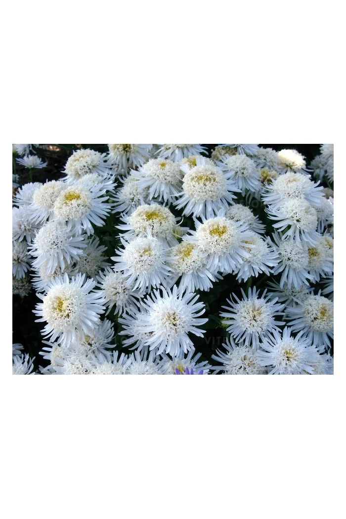 Aster 'X White'