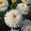 Aster 'X White'