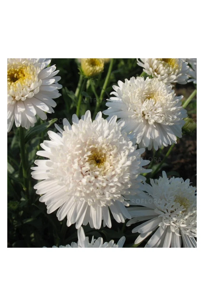 Aster 'X White'