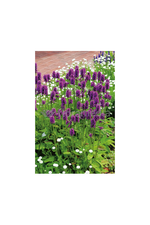 Czyściec gęstokwiatowy 'Hummelo' | Stachys monieri