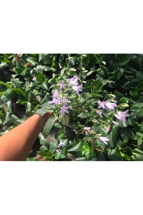 Dzwonecznik 'Hemelstraling' | Adenophora confusa